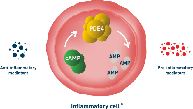 Visual representation of phosphodiesterase 4 (PDE4) shown to be present within inflammatory cells; representing the role of PDE4 and cyclic adenosine monophosphate (cAMP) in controlling inflammation