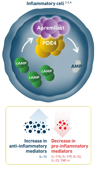 Visual representation of the mechanism of action of Otezla that elevates cAMP levels and believed to indirectly modulate production of inflammatory mediators