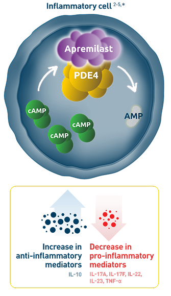 Visual representation of the mechanism of action of Otezla that elevates cAMP levels and believed to indirectly modulate production of inflammatory mediators