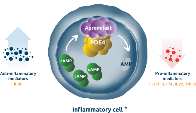 Visual representation of the mechanism of action of Otezla that elevates cAMP levels and believed to indirectly modulate production of inflammatory mediators